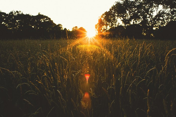 Sunlight shining through tall grass at sunset