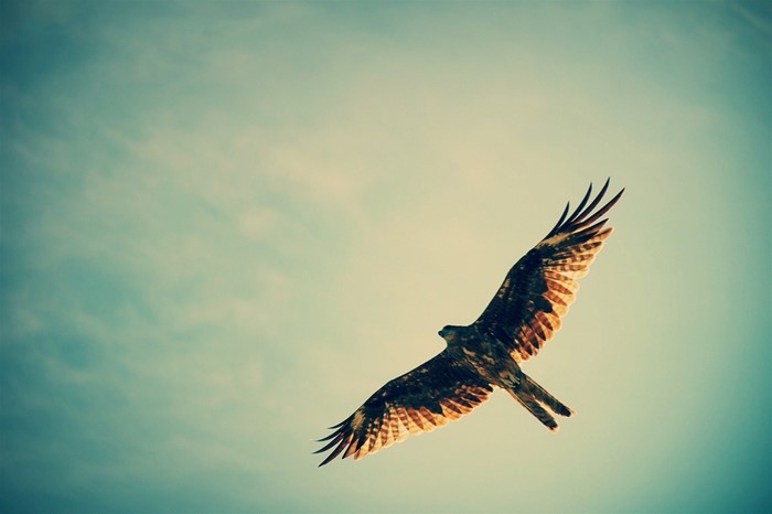 Hawk in flight against a cloudy sky
