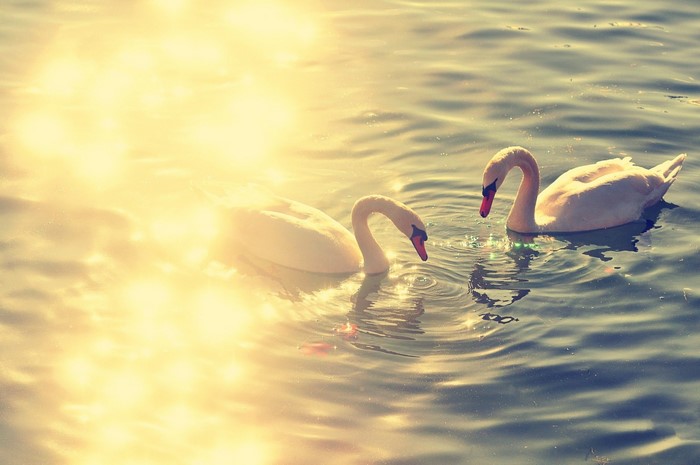 Two swans swimming in a lake with sunlight