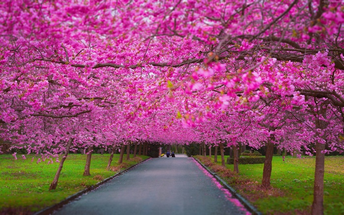 Sakura trees in bloom along a path