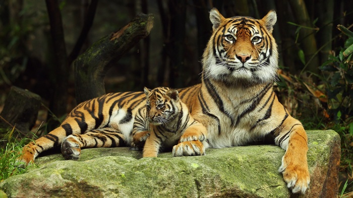 Tiger mother and cub resting on a rock