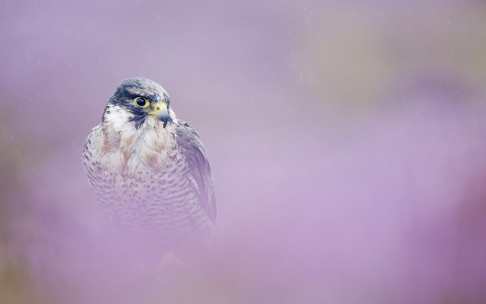 Peregrine falcon perched among purple flowers in the rain