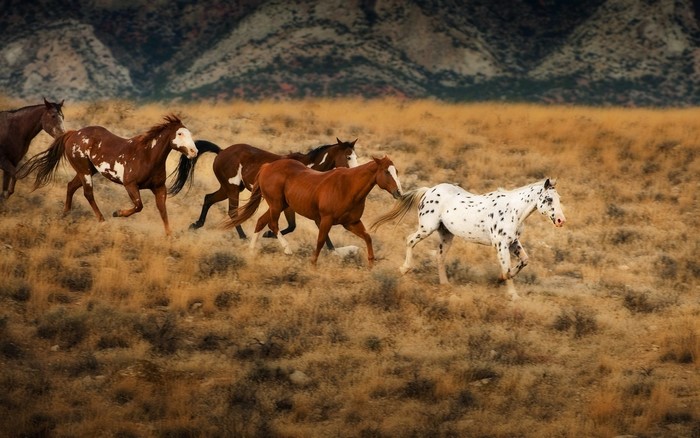 Herd of horses running through a dry, grassy field