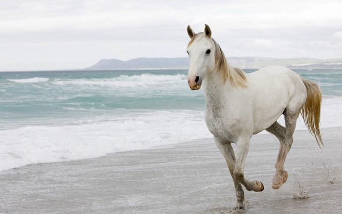 White horse running on a beach with waves
