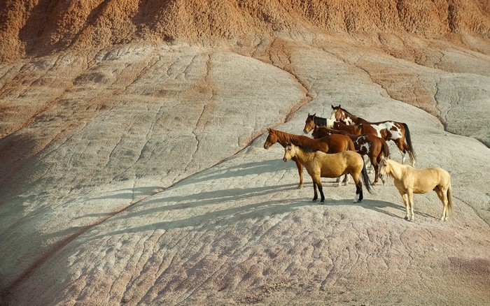 Herd of horses on a rocky, eroded landscape