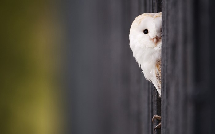 Barn owl peeking from behind a dark fence