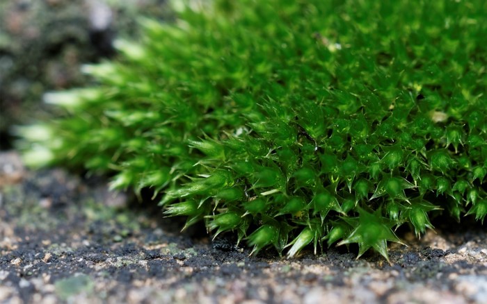 Close-up of green moss on textured ground