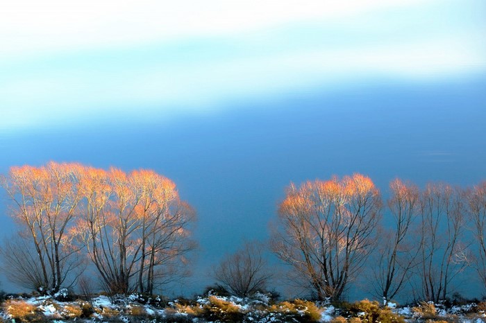Trees on a snowy bank by a blue lake at sunrise