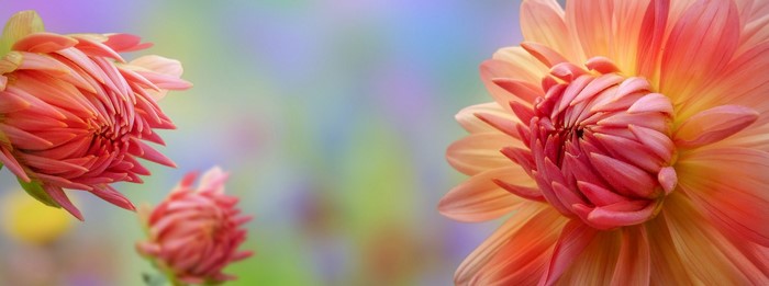 Close-up of pink and orange dahlias with a blurred background