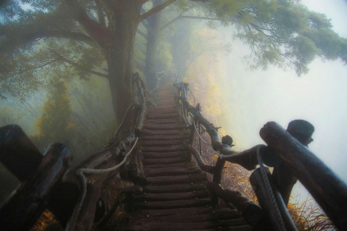 Wooden stairs in a misty forest with large trees