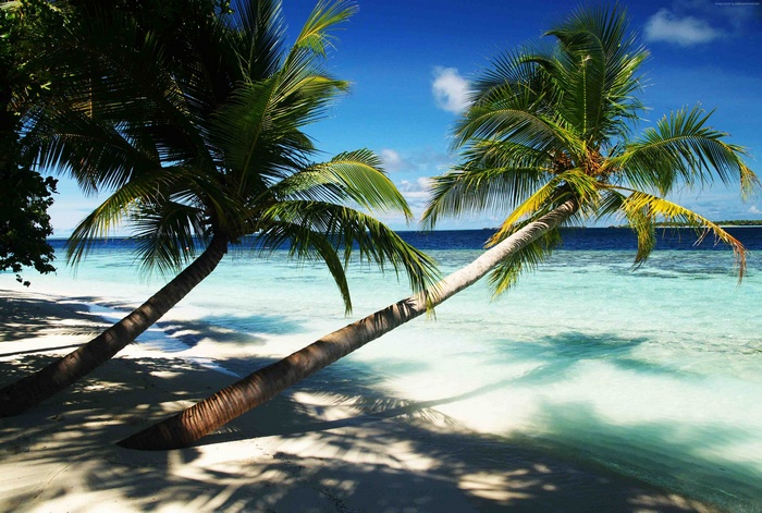 5k wallpaper, hotel, ocean, paradise, bungalow, travel, palms, Maldives ...