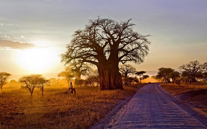 Sunset Over Baobab Trees in Tanzanian Savanna