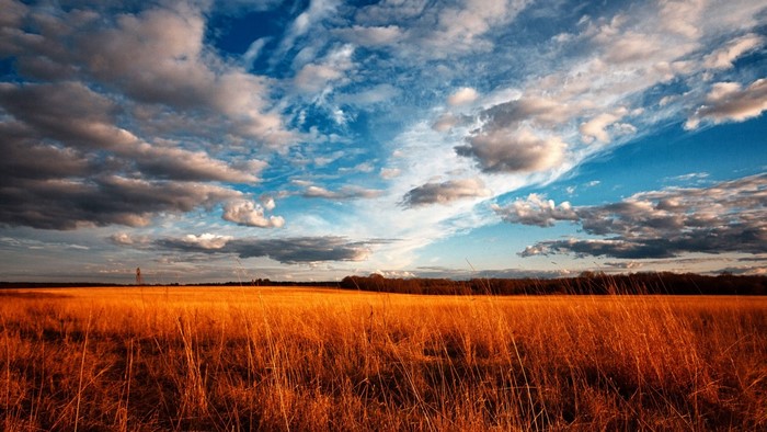 Golden field under a dramatic cloudy sky