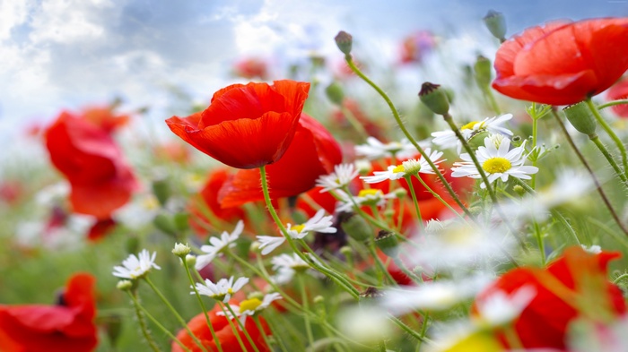 wildflowers, 4k, Poppy, 8k, 5k, meadows