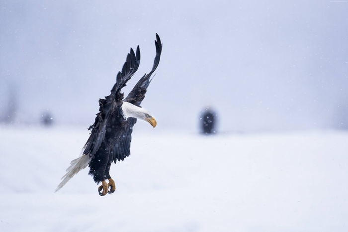 Bald Eagle in Flight During Snowfall
