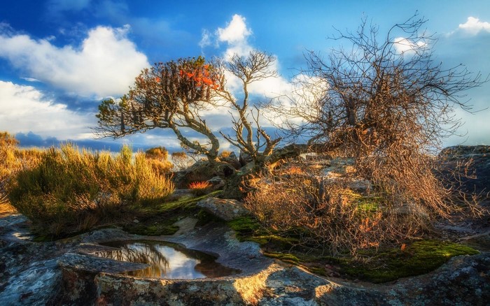 Gnarled trees and shrubs on rocky terrain with a puddle