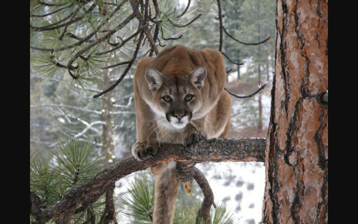 Cougar perched on a tree branch in a snowy forest