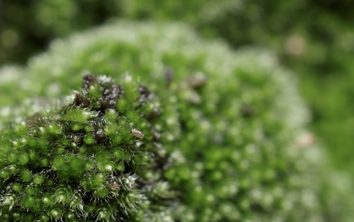 Close-up of green moss with small insects
