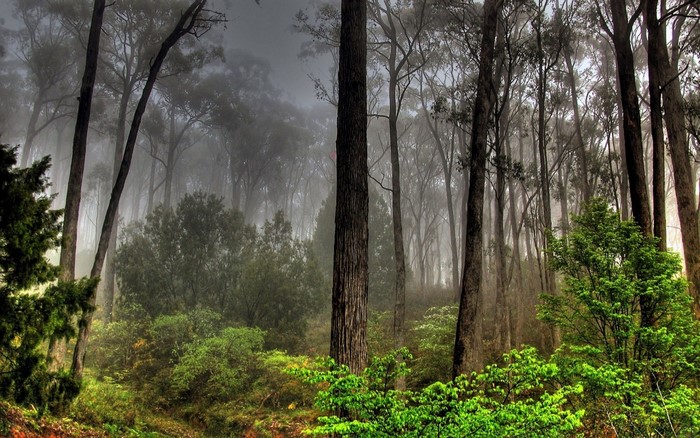 Misty forest with tall trees and green undergrowth