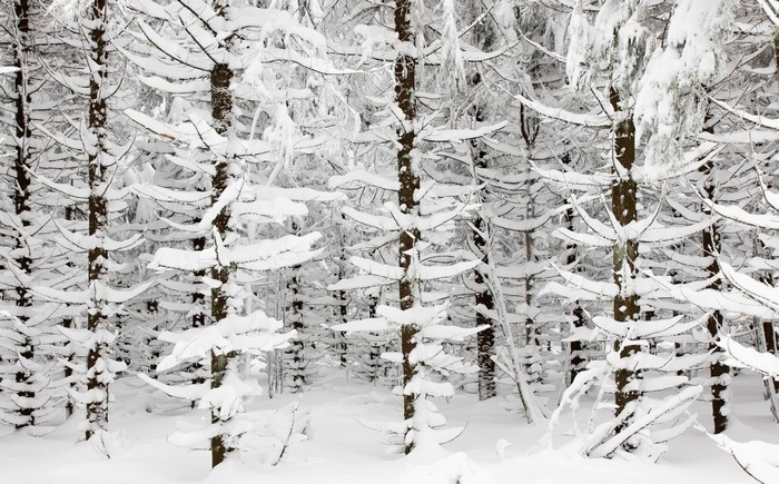 Snow covered fir trees in a winter forest