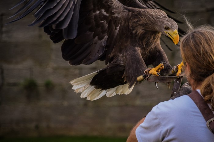 Eagle perched on a handler's glove