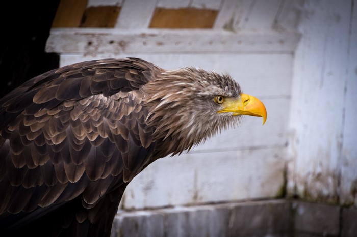 White-tailed eagle with yellow beak and brown feathers