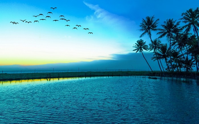 Birds flying over a tropical lagoon at dawn with palm trees