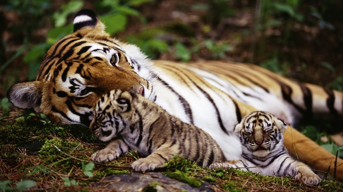 Tiger mother with two cubs resting in forest
