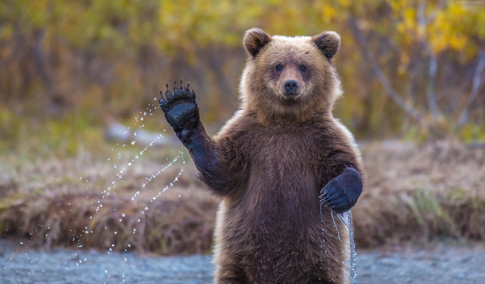 Bear, Water, Big, 4k, Hi, wallpaper, National Geographic
