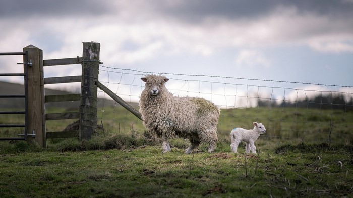Sheep and lamb by a wooden fence and wire fence