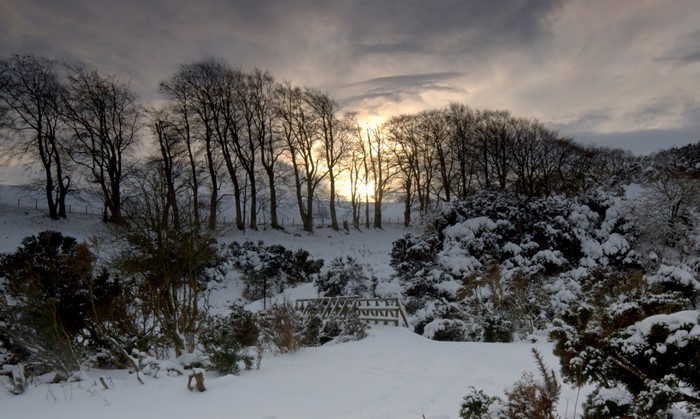 Snowy landscape with trees at sunset