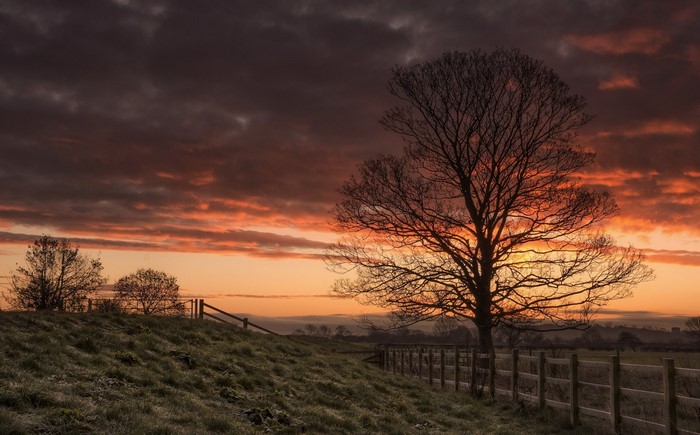 Silhouette of a bare tree against a dramatic sunset sky