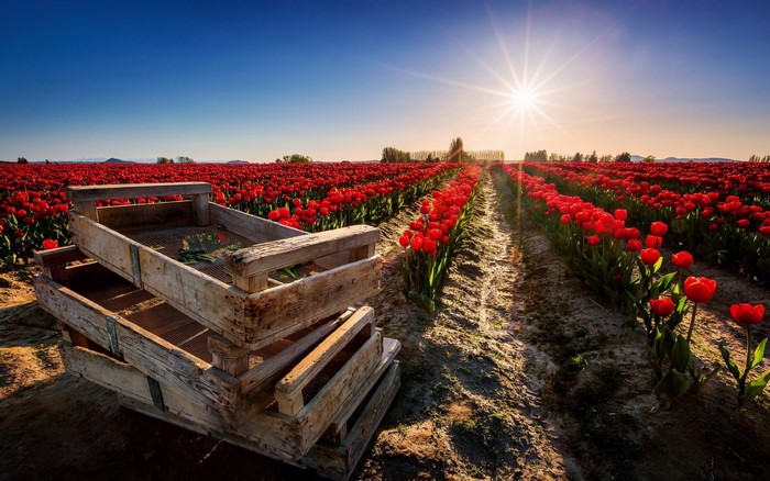 Red Tulips Field with Wooden Crates at Sunset