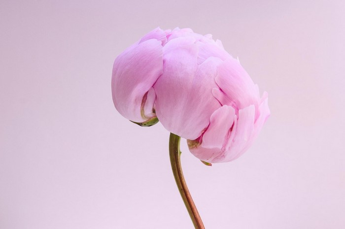 Pink peony bud on a stem