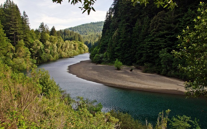 River flowing through a redwood forest