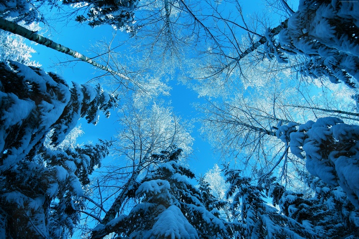 Snow-covered trees against a bright blue sky