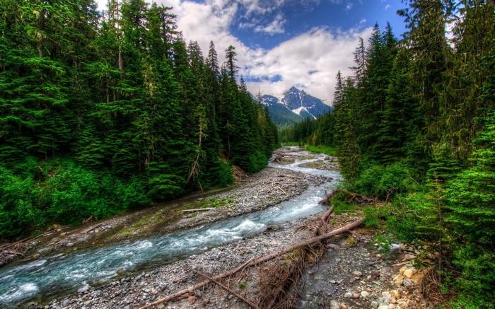 Mountain river flowing through a dense forest