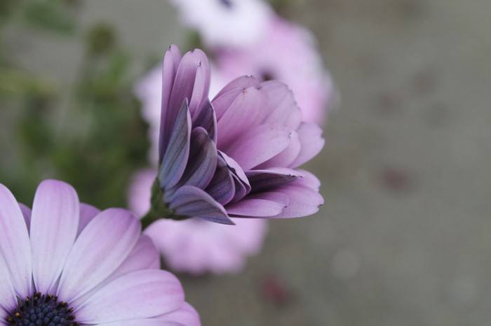 Close up of a purple and pink daisy flower