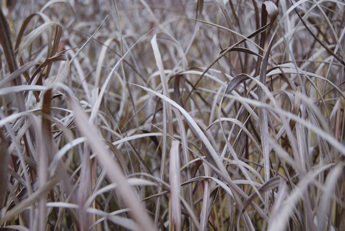 Dry grass stalks in a field
