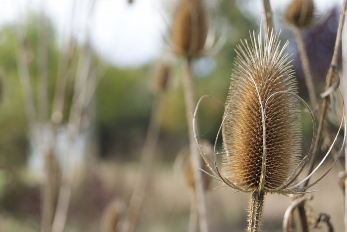 Dried teasel seed heads in a field