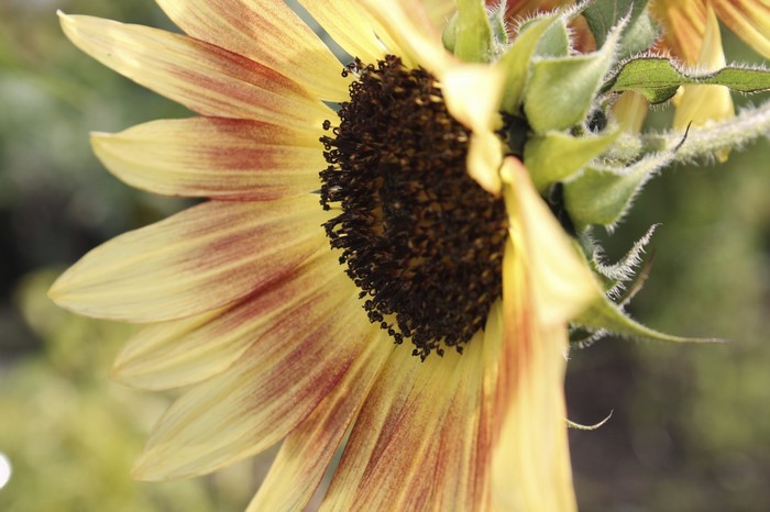 Close-up of a red and yellow sunflower