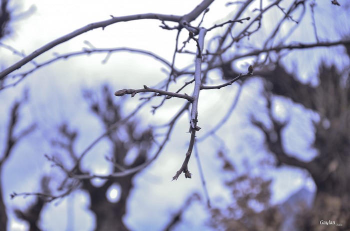 Bare tree branches against a hazy sky