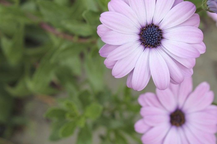 Close-up of purple daisy flowers with green foliage