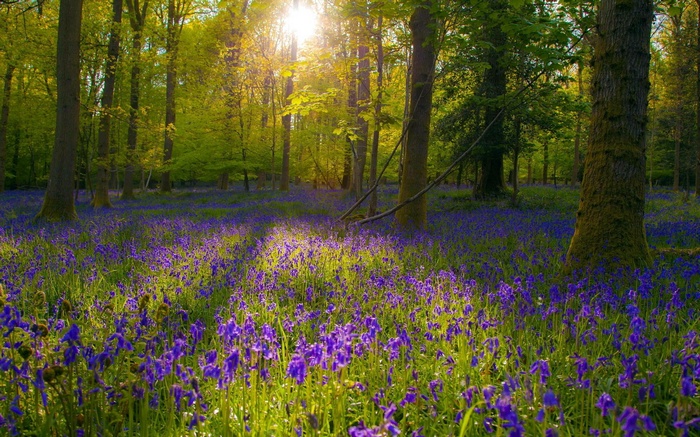 Sunlight filtering through trees onto a carpet of bluebells