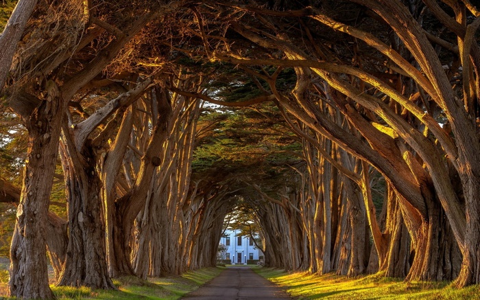 Tree tunnel leading to a white house