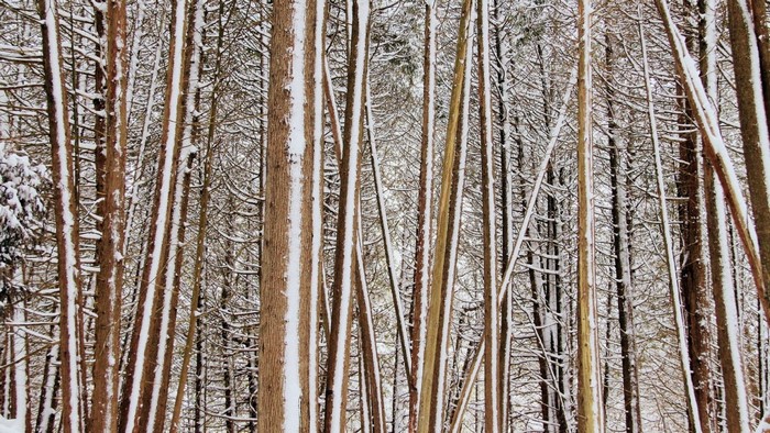 Snow covered trees in a dense forest