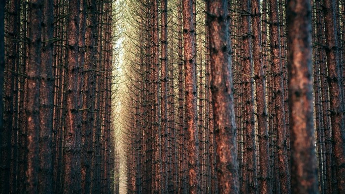 Sunlight filtering through a dense pine forest