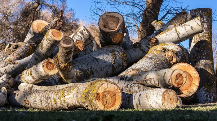 Pile of cut logs with visible tree rings