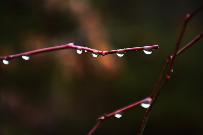 Water drops on red branches macro photography