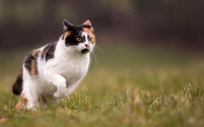 Calico cat running through grass